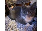 Adopt Oslo a Domestic Short Hair