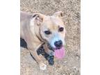 Adopt BLAZE a Pit Bull Terrier, Mixed Breed