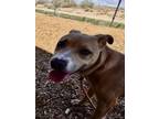 Adopt BLAZE a Pit Bull Terrier, Mixed Breed