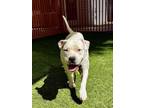 Adopt BLAZEHEART a Pit Bull Terrier