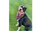 Adopt KAISER a Australian Cattle Dog / Blue Heeler, Pit Bull Terrier