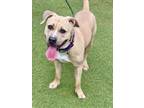 Adopt TANNER a Pit Bull Terrier