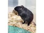 Adopt Pudding a Gerbil