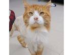 Adopt Simba a Domestic Long Hair