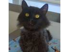 Adopt Quagmire a Domestic Long Hair