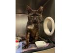 Adopt Babble FIV + a Domestic Short Hair