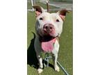 Adopt Levi Lee a Pit Bull Terrier, Mixed Breed