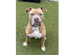 Adopt Dozer a Pit Bull Terrier, Boxer