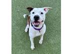 Adopt Cortez a Pit Bull Terrier, Mixed Breed