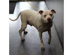 Adopt Fergus (7186) a Pit Bull Terrier