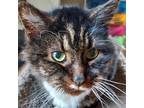 Adopt HSDC Gazpacho (Courtesy Listing) a Maine Coon