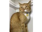 Adopt Rory a Domestic Short Hair