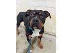 Adopt Adams a Pit Bull Terrier, Mixed Breed