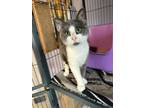 Adopt Chowder a Domestic Short Hair