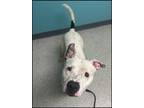 Adopt Adonis a Terrier