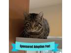 Adopt Tinsel a Domestic Short Hair