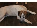 Adopt Petey a Australian Cattle Dog / Blue Heeler