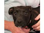 Adopt BROOKS a Patterdale Terrier / Fell Terrier