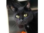 Adopt Ziggy a Domestic Short Hair