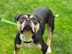 Adopt Guiness a Pit Bull Terrier