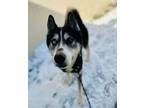 Adopt Quan a Siberian Husky, Mixed Breed