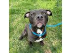 Adopt Rudy a Pit Bull Terrier