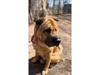 Adopt Lenny a Shar-Pei, Mixed Breed