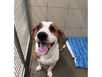 Adopt Chuck a Hound