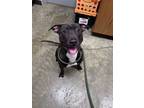 Adopt Gino a American Staffordshire Terrier