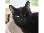 Adopt Dewey a Domestic Short Hair