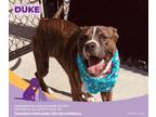 Adopt Duke a Pit Bull Terrier