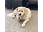 Adopt Teddy a Great Pyrenees