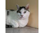 Adopt Kamileon a Tabby, Domestic Short Hair