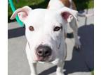 Adopt Bologna - In Foster a Pit Bull Terrier