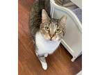 Adopt Sancho a Domestic Short Hair