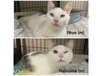 Adopt Rhys & Fujinuma a Domestic Short Hair