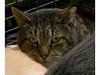 Adopt Tamone a Domestic Short Hair