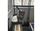 Adopt Lucky a Domestic Short Hair