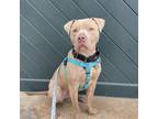 Adopt Puddles a Pit Bull Terrier