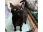 Adopt Uhtred a Domestic Short Hair