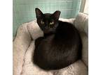 Adopt Jet a Domestic Short Hair