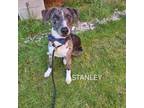 Adopt Stanley a Mixed Breed, Catahoula Leopard Dog