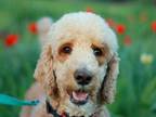 Adopt Bing Crosby a Standard Poodle