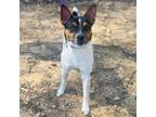 Adopt Oscar a Jack Russell Terrier