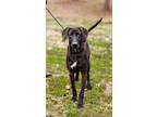 Adopt Silas a Plott Hound