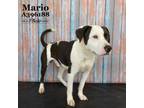 Adopt MARIO a Pit Bull Terrier, Mixed Breed