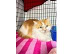 Adopt Doc a Domestic Long Hair