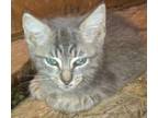 Adopt Stevie a Russian Blue, American Shorthair