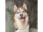 Adopt Aris a Husky