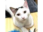 Adopt SHERLOCK a Turkish Van, Domestic Short Hair